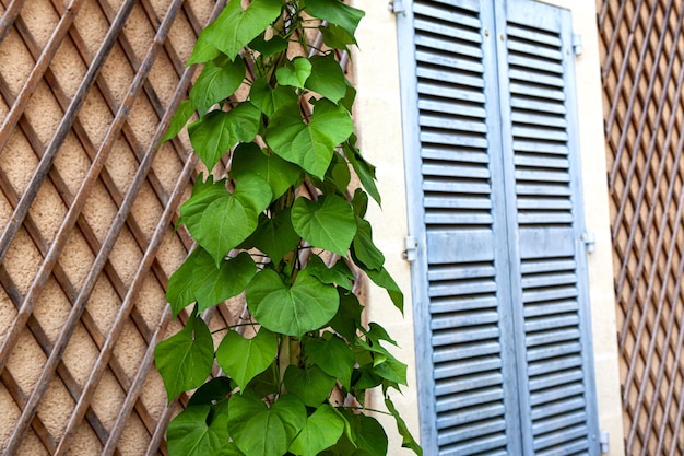 Foto planta de escalada e persiana fechada