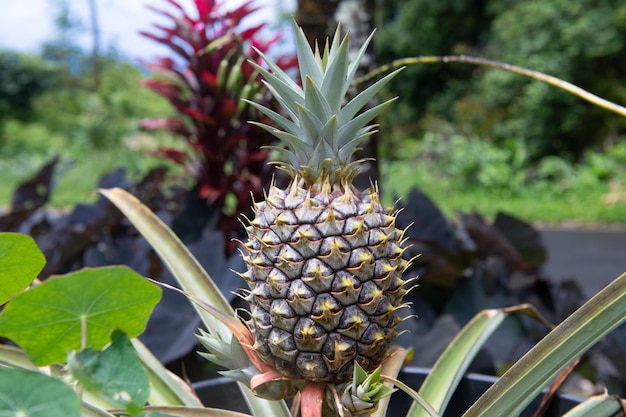 Planta de fazenda de nutrição orgânica crua de abacaxi de frutas