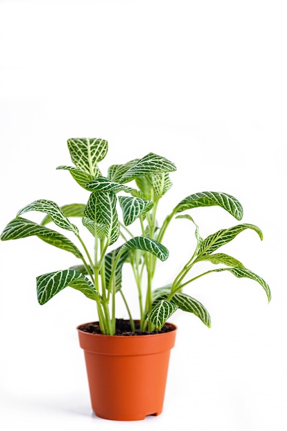 Planta de Fittonia em fundo branco.