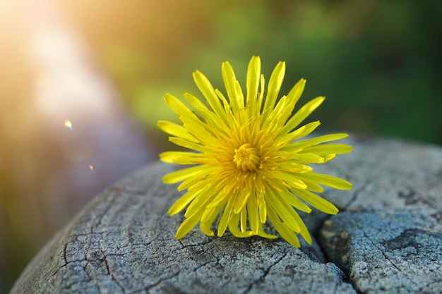 Planta de flor amarela na natureza