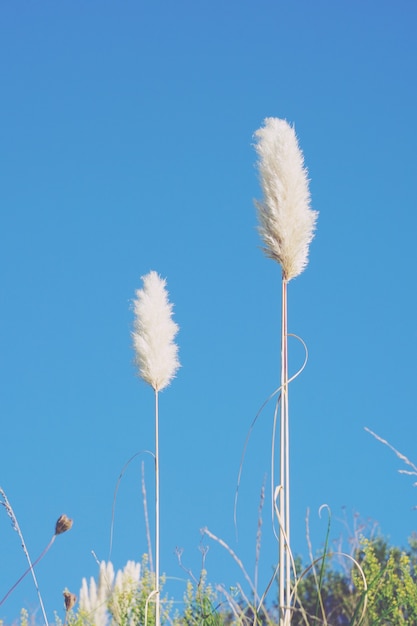 Planta de flor branca e céu azul na natureza na temporada de outono