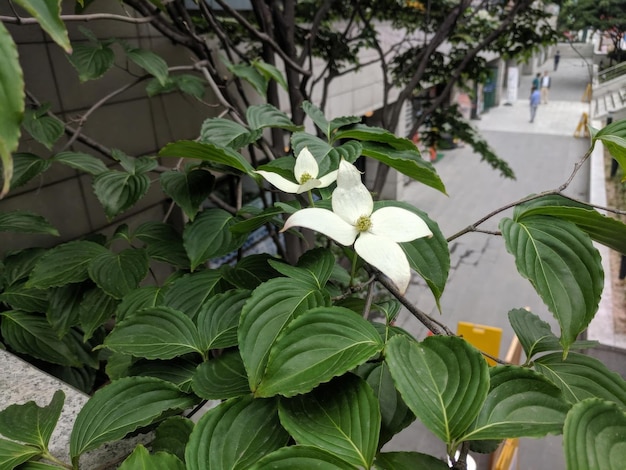 Planta de flor branca em frente a um edifício cinzento