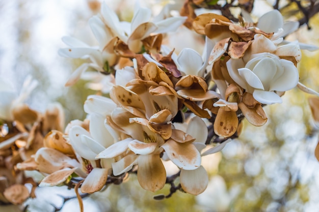 Planta de flor branca magnolia kobus contra claro céu azul durante a primavera