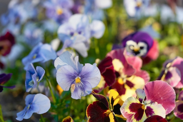 Planta de flor de amor-perfeito multicolorido com fundo natural, horário de verão