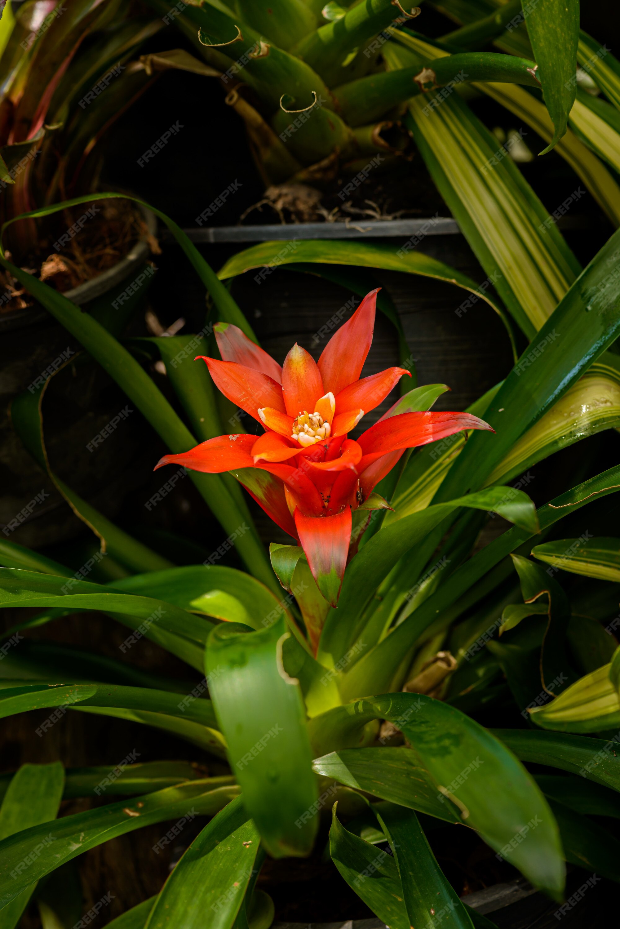 Planta de flor de bromelia (família: bromeliaceae, subfamília:  bromelioideae) | Foto Premium