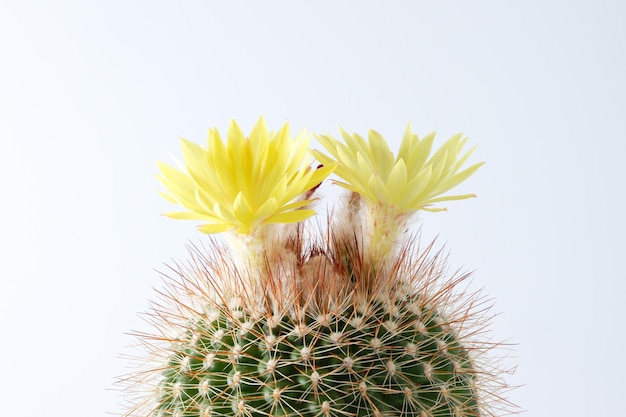 Planta de flor de cacto em fundo branco