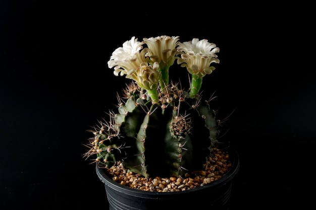 Planta de flor de cacto no fundo traseiro