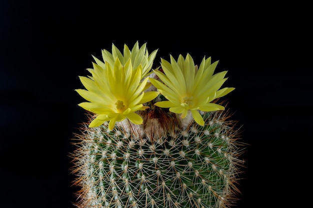 Planta de flor de cacto no fundo traseiro