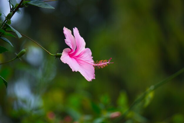 Planta de flor de hibisco