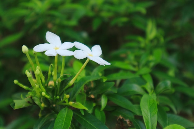 planta de flor de jasmim em fundo natural.