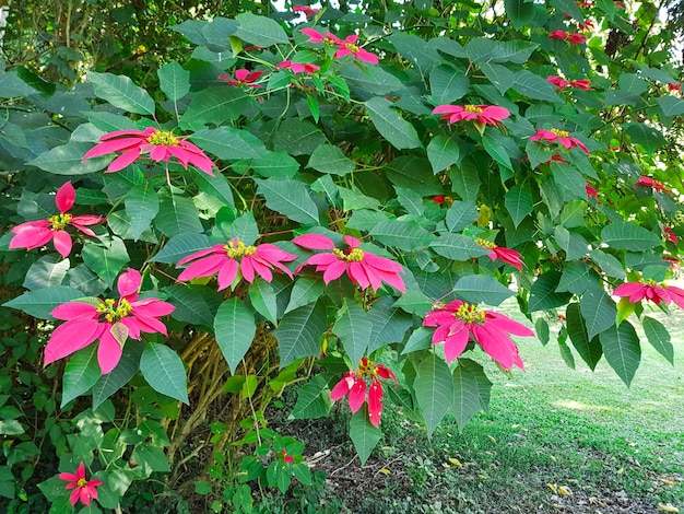 Planta de flor de poinsétia brilhante no jardim | Foto Premium