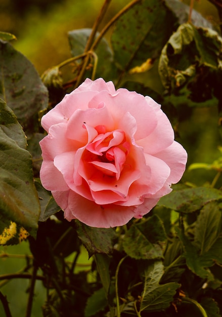 planta de flor-de-rosa no jardim da natureza