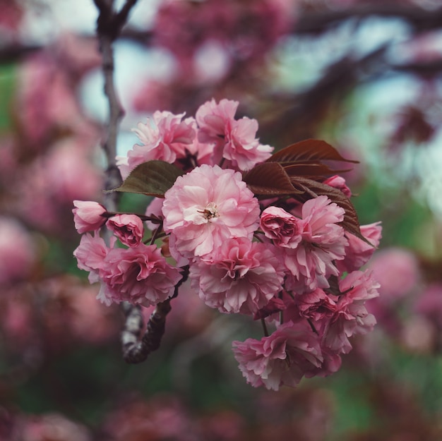 Planta de flor-de-rosa no jardim na primavera