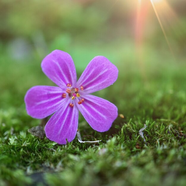 planta de flor-de-rosa no jardim no verão, rosa com pétalas de rosa na natureza