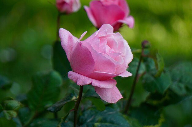 planta de flor-de-rosa no jardim