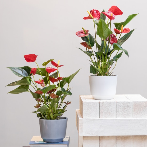 Planta de flor laceleaf red anthurium em um vaso