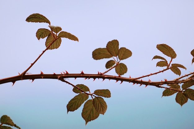 planta de flor no jardim