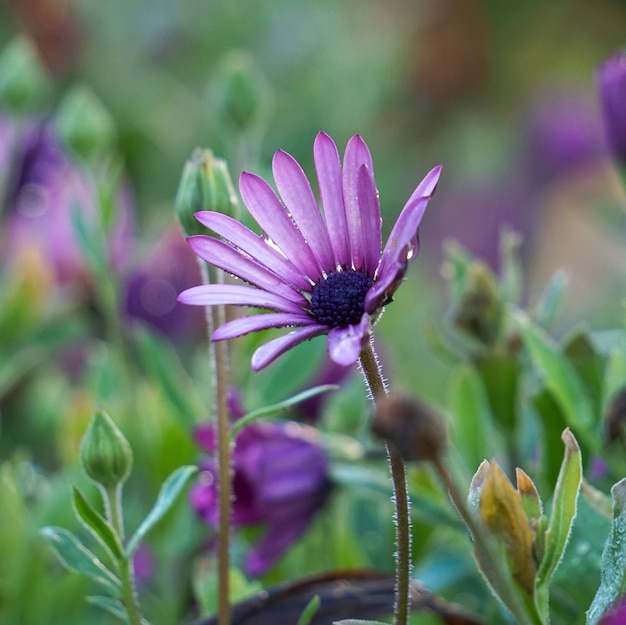 planta de flor rosa