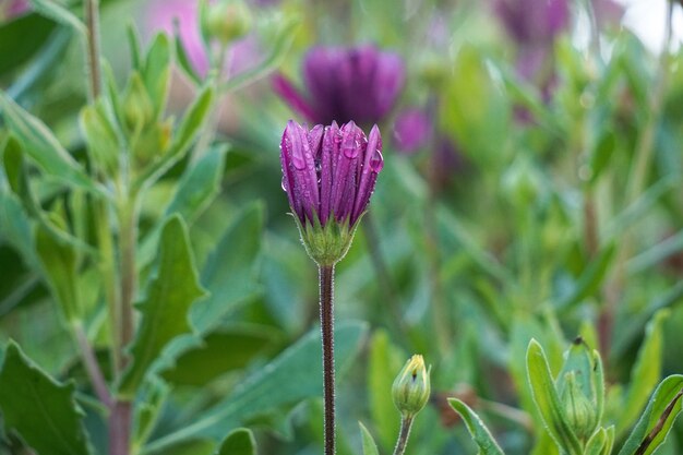 planta de flor rosa