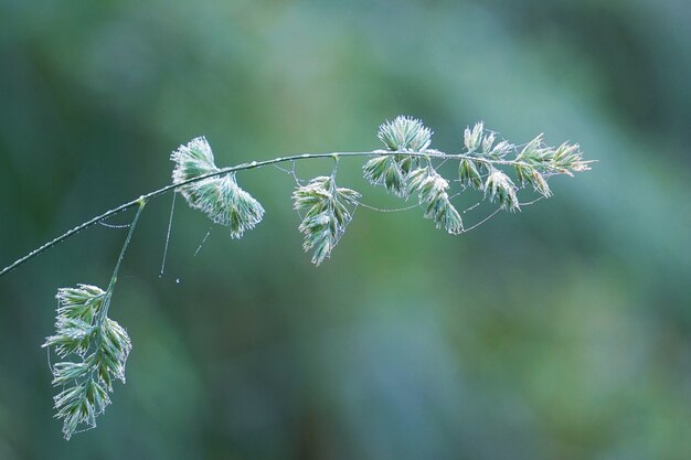 planta de flor verde