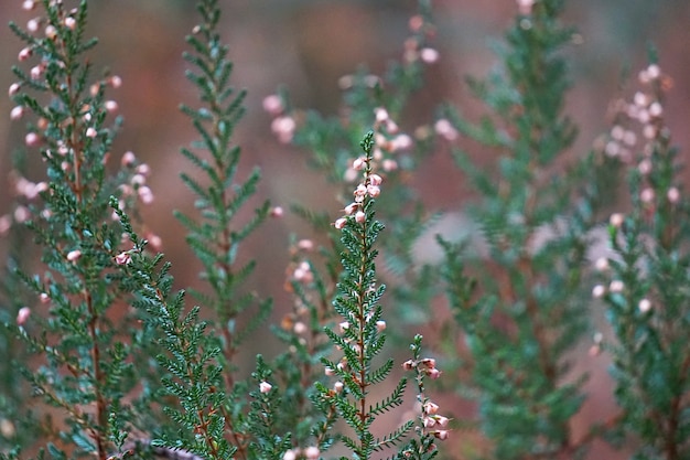 planta de flor verde