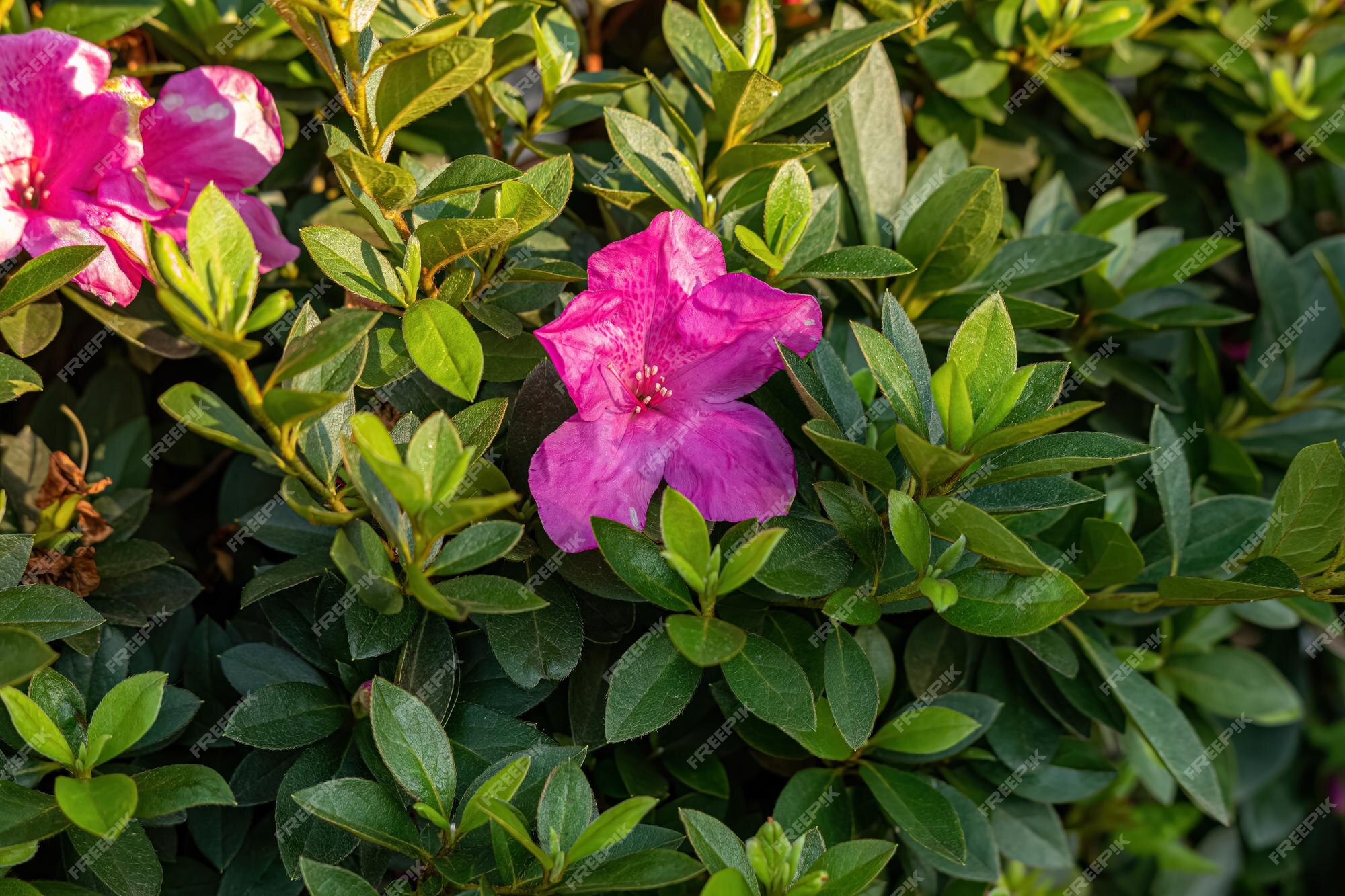 Planta de floração de azaléia | Foto Premium