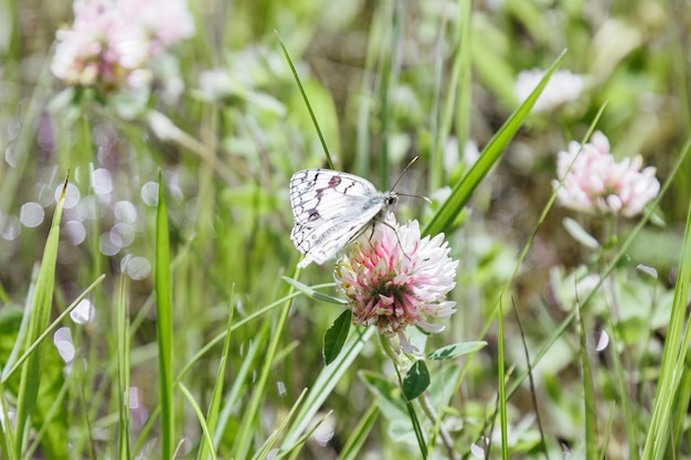 Planta de floração selvagem na natureza trifolium pratense trevo flor Natureza estética campo de cena de verão