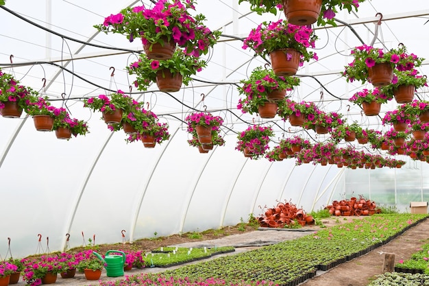 Planta de flores de petúnia rosa em vasos de flores pendurados Conceito de indústria de horticultura