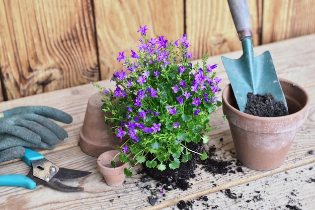 Planta de flores e uma pá em um vaso de flores cheio de terra para envasamento em uma mesa de madeira