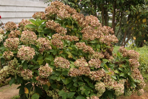 Planta de flores