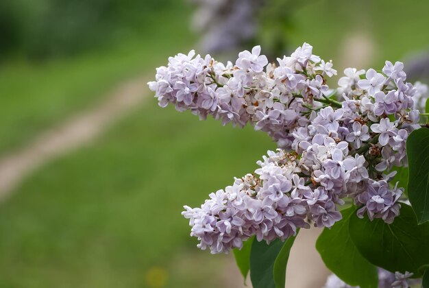 Planta de florescência Syringa vulgaris. Arbusto lilás roxo perfumado no jardim primavera na zona rural.