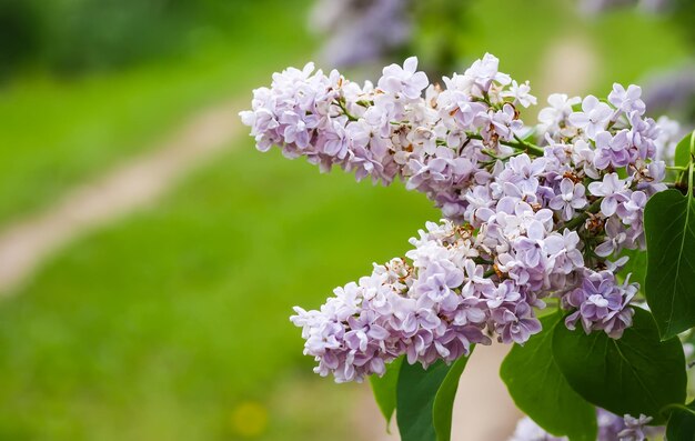 Planta de florescência Syringa vulgaris. Arbusto lilás roxo perfumado no jardim primavera na zona rural.