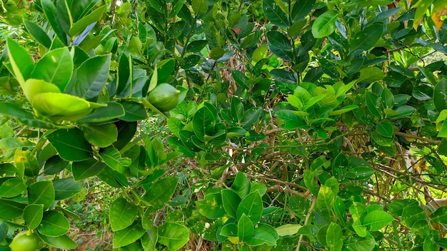 planta de folha de limão Citrus aurantiifolia na Indonésia