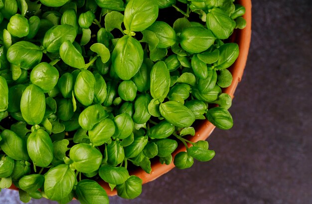 Planta de folha de manjericão verde em pote