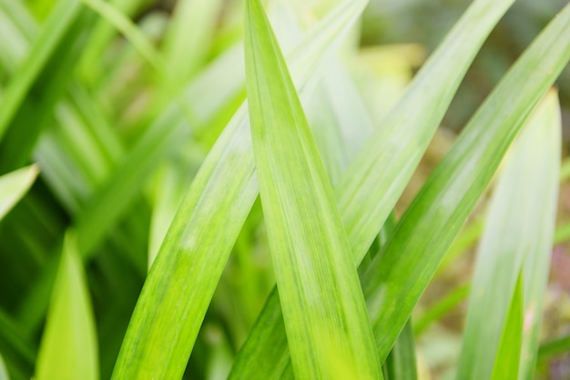 Planta de folha de pandan que cresce no jardim das árvores de pandan para planta de ingrediente de ervas naturais em comida de cozinha tailandesa asiática /