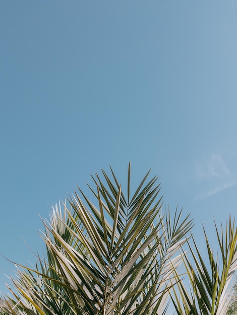 Foto planta de folha tropical mínimo céu azul de verão l fundo