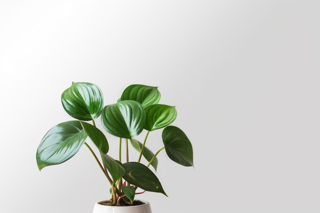 planta de folha verde em vaso em fundo branco