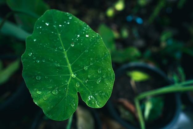 Planta de folha verde tropical para o fundo da natureza, jardim botânico de crescimento de folhagem com pequena árvore na selva, padrão de floresta de palmeiras na primavera, conceito de decoração ao ar livre de café natural