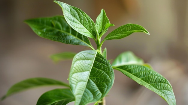 Planta de folha verde