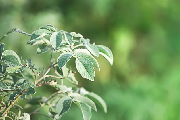 Planta de framboesa Erva médica no campo de verão