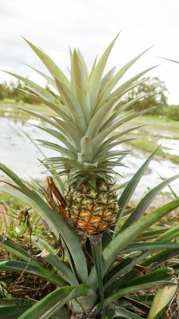 Planta de fruto do abacaxi em um pomar.