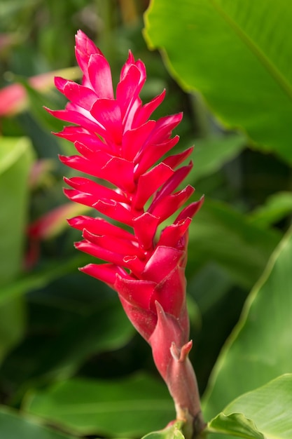 Planta de gengibre rosa crescendo em plantação em Kauai