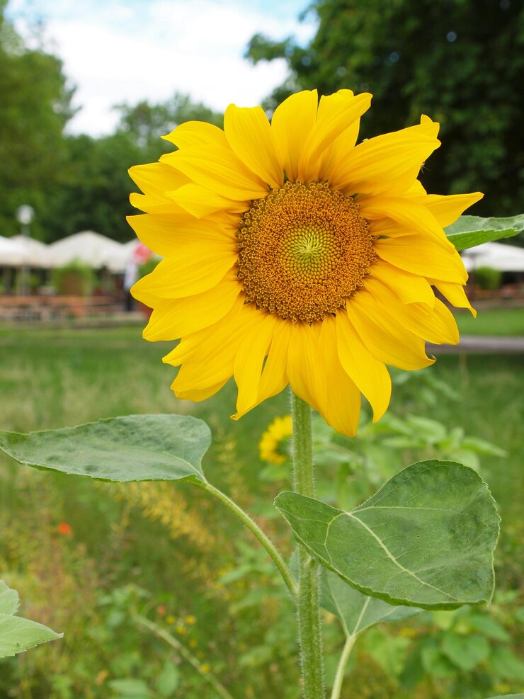 Foto planta de girassol helianthus annuus flor amarela