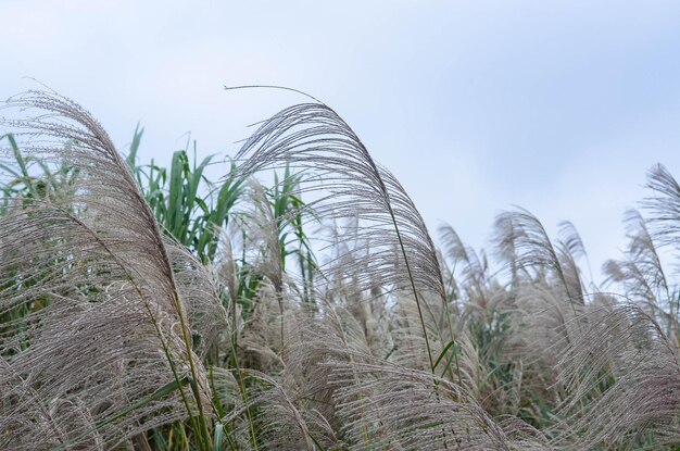 Planta de grama Miscanthus Sinensis 'Gracillimus' de perto no inverno