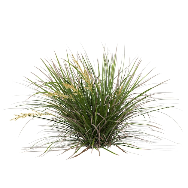 Planta de grama verde
