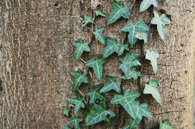 Foto planta de hera na árvore no parque