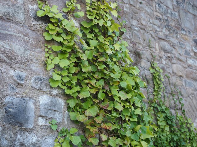 Planta de hera na pedra