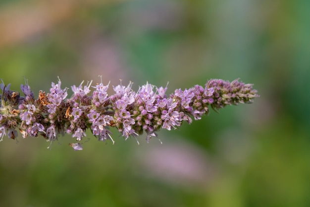 Planta de hortelã fofa com pequenas flores lilás em uma fotografia macro de dia ensolarado de verão