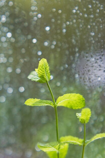 Planta de hortelã fresca perto da chuva da janela