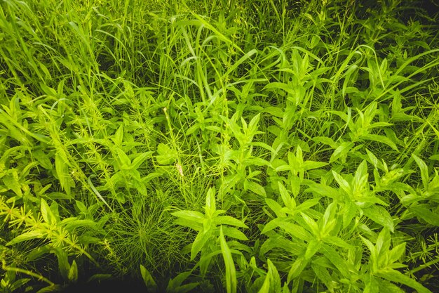 Planta de hortelã fresca verde na vida selvagem